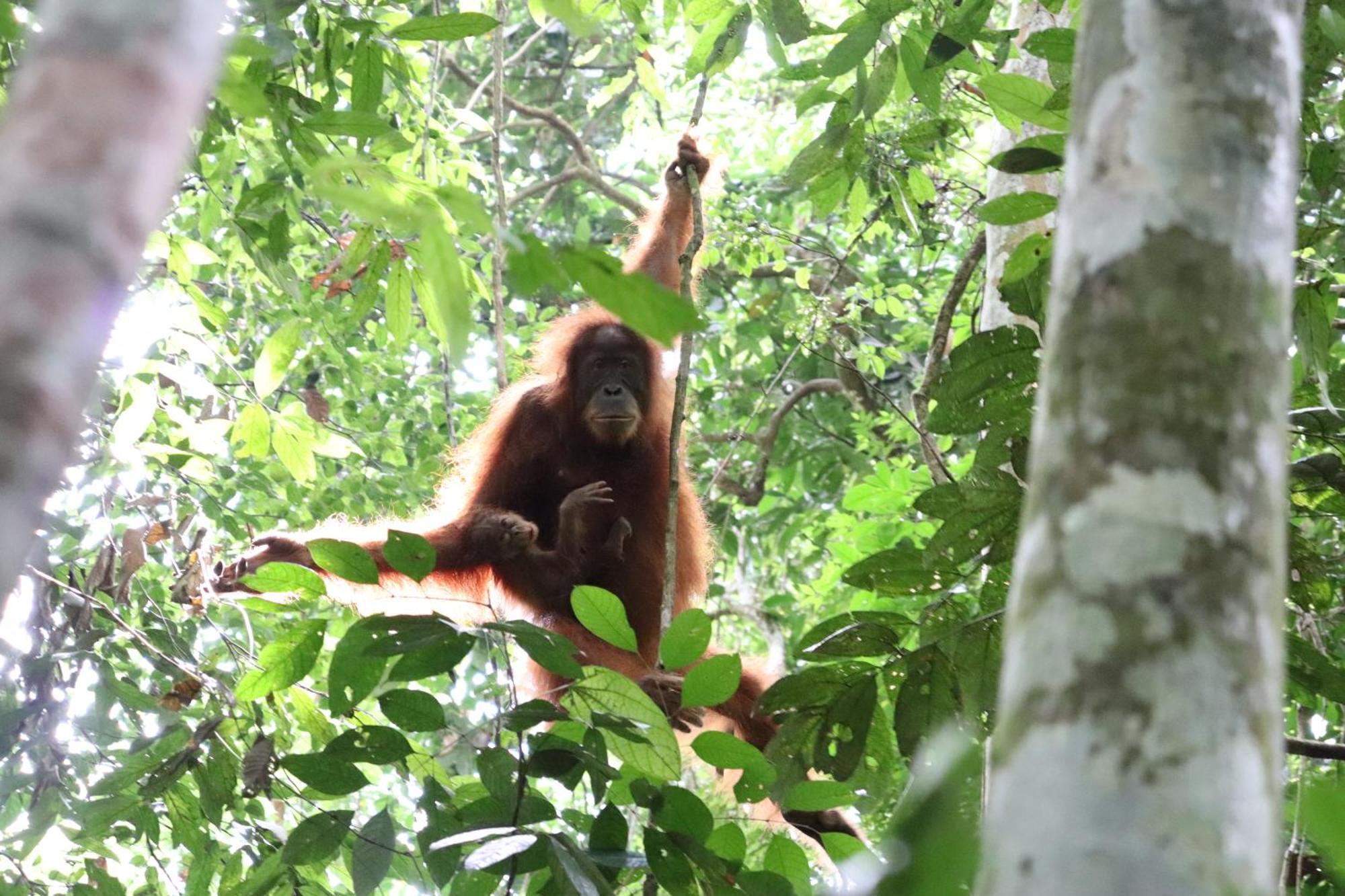 Gino'S Place - Guest House & Jungle Trekking บูกิตลาวัง ภายนอก รูปภาพ