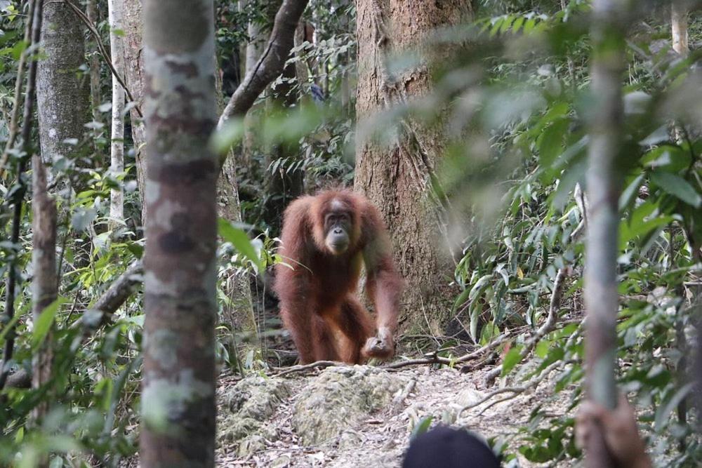 Gino'S Place - Guest House & Jungle Trekking บูกิตลาวัง ภายนอก รูปภาพ