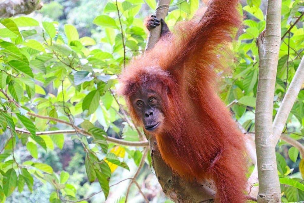 Gino'S Place - Guest House & Jungle Trekking บูกิตลาวัง ภายนอก รูปภาพ