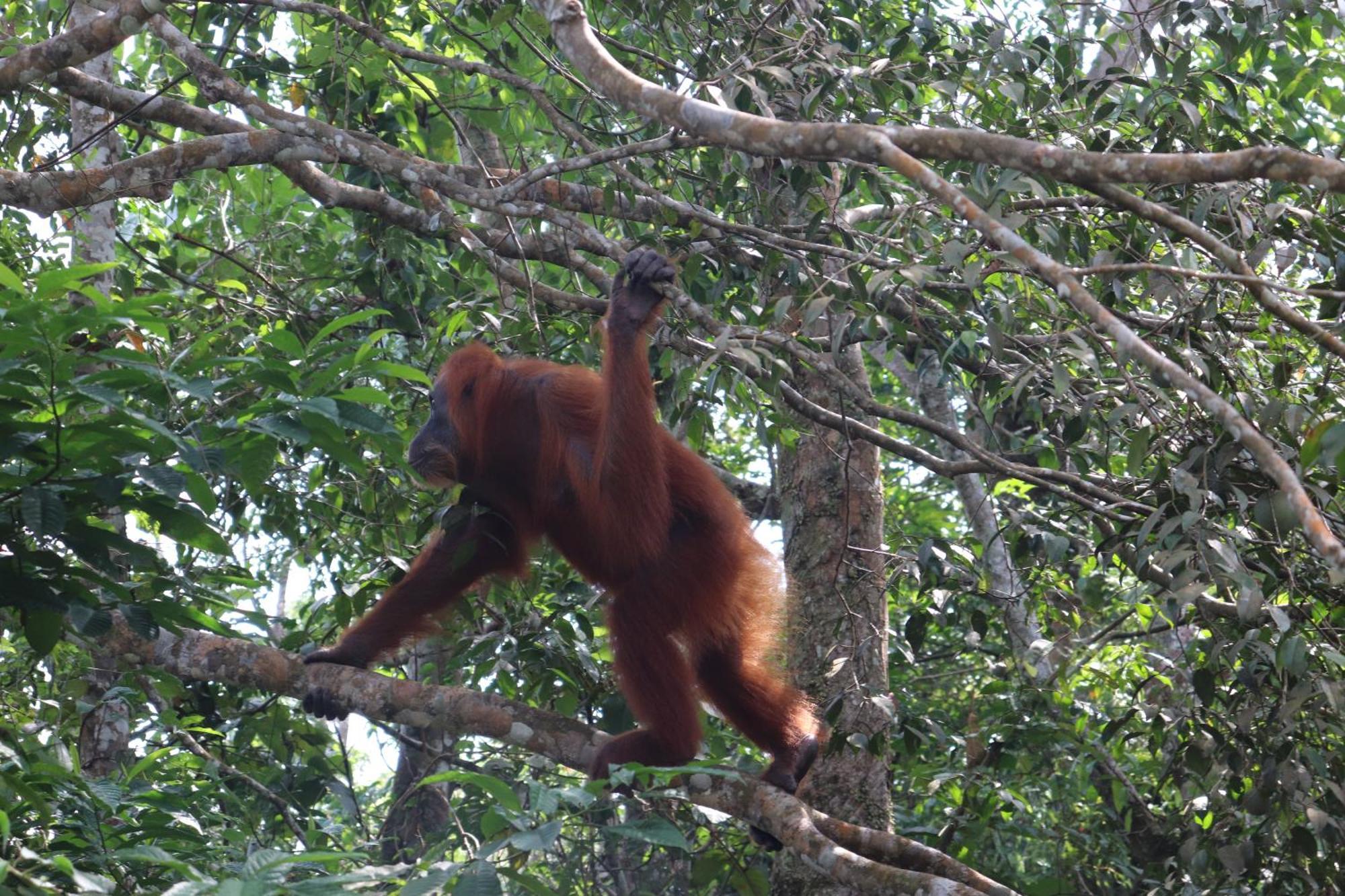 Gino'S Place - Guest House & Jungle Trekking บูกิตลาวัง ภายนอก รูปภาพ