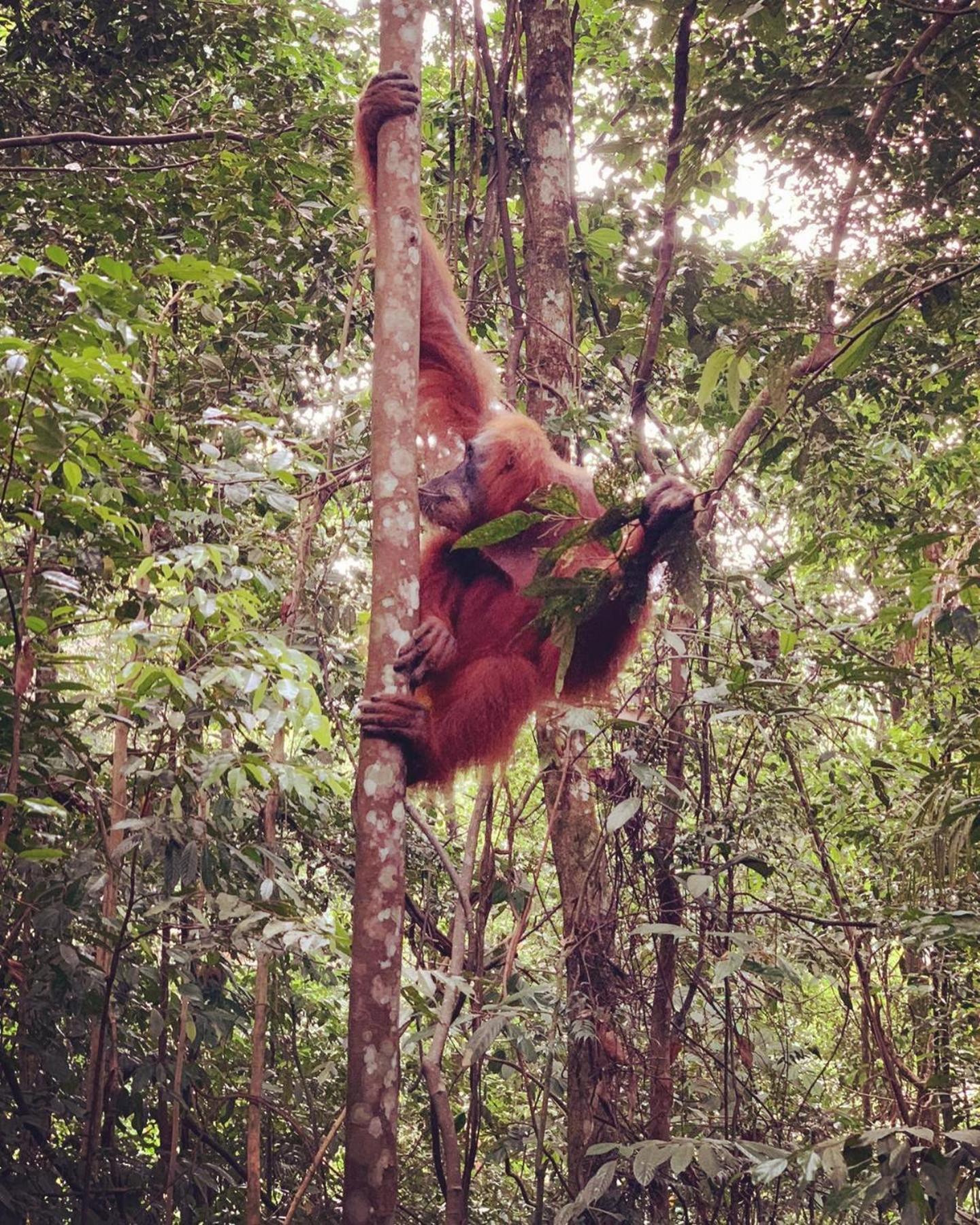 Gino'S Place - Guest House & Jungle Trekking บูกิตลาวัง ภายนอก รูปภาพ