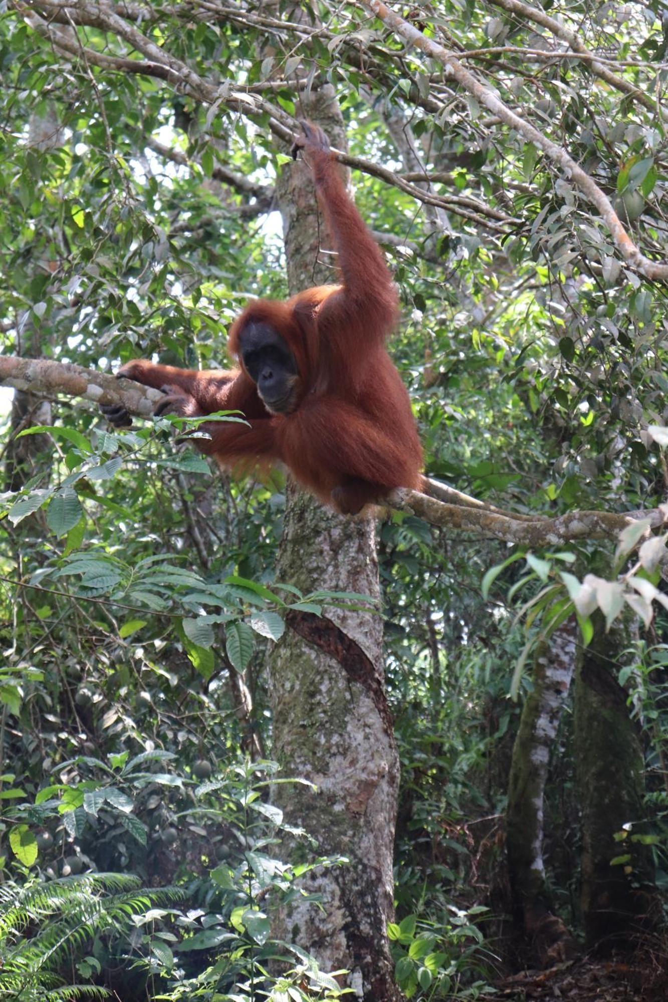 Gino'S Place - Guest House & Jungle Trekking บูกิตลาวัง ภายนอก รูปภาพ