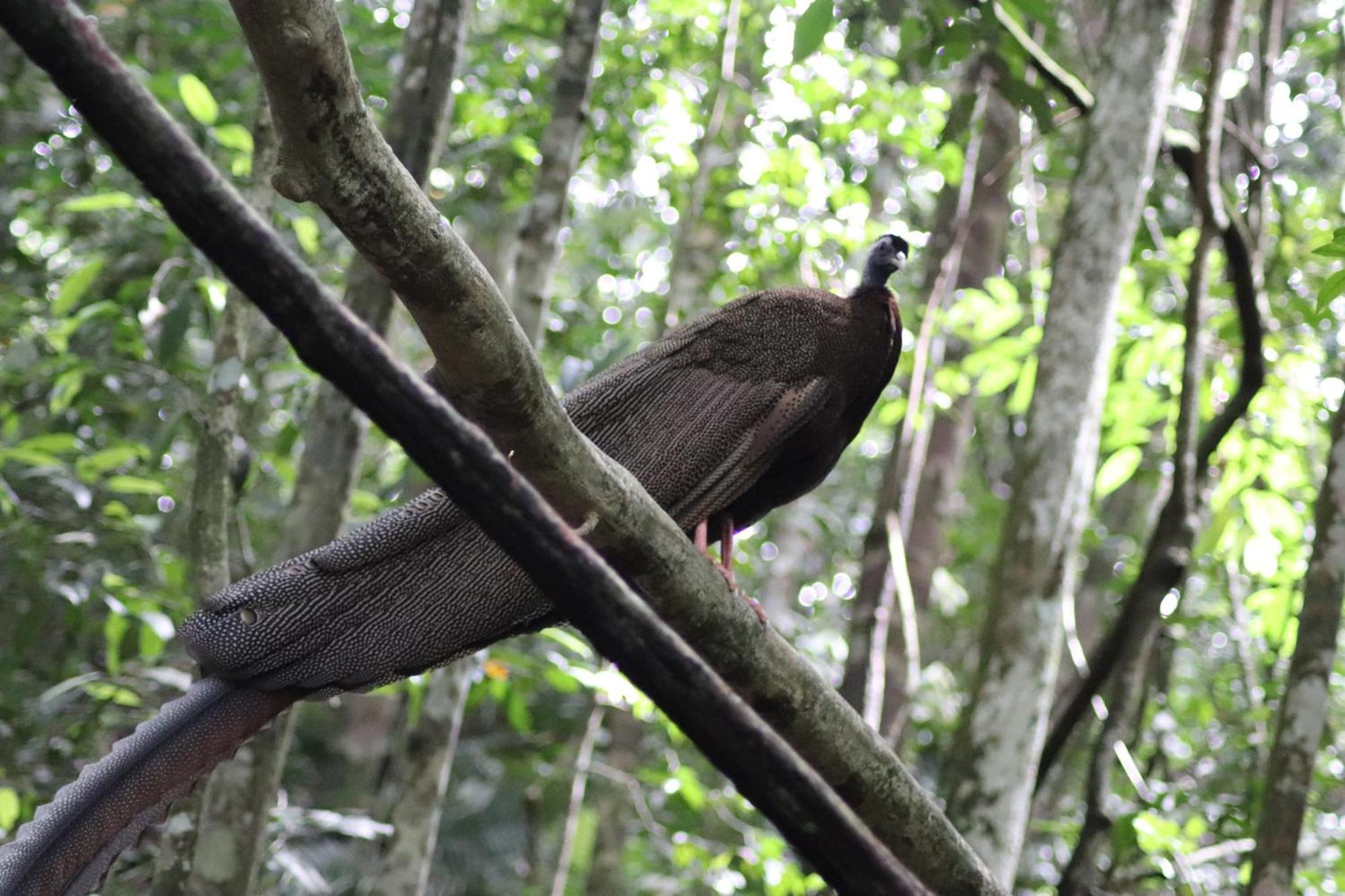 Gino'S Place - Guest House & Jungle Trekking บูกิตลาวัง ภายนอก รูปภาพ