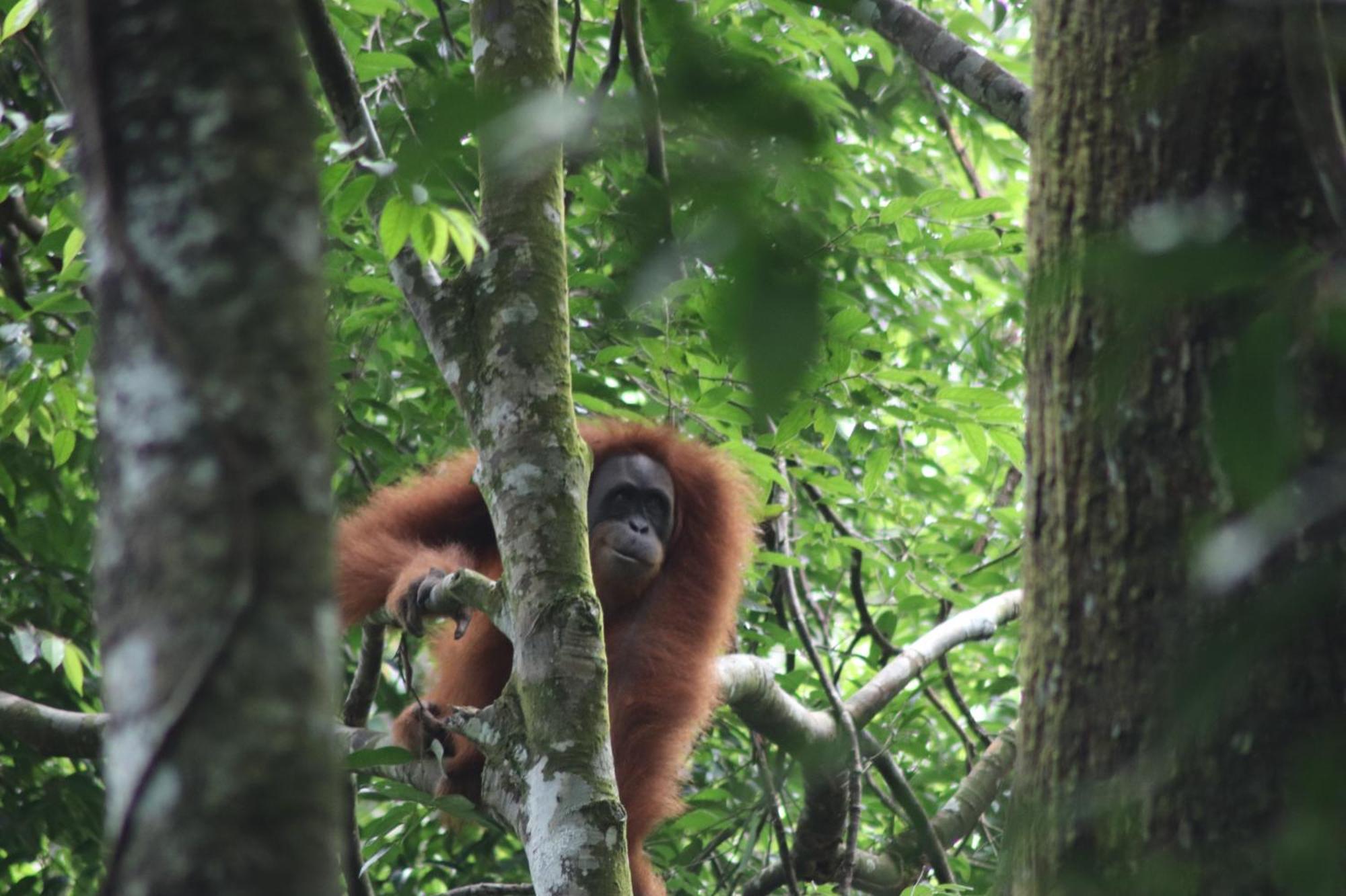 Gino'S Place - Guest House & Jungle Trekking บูกิตลาวัง ภายนอก รูปภาพ